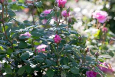 Bahçede beyaz ve pembe çiçek açan güller