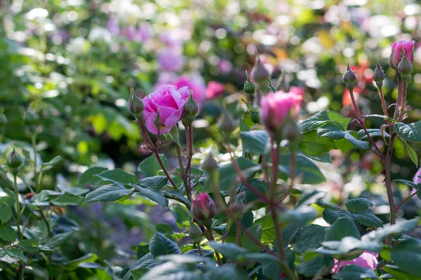 Bílé Růžové Kvetoucí Růže Zahradě — Stock fotografie