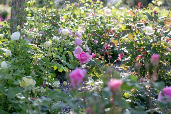 Bílé Růžové Kvetoucí Růže Zahradě — Stock fotografie