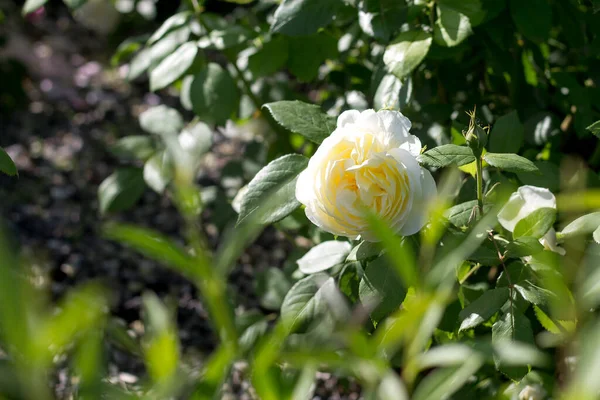 Bílé Růžové Kvetoucí Růže Zahradě — Stock fotografie