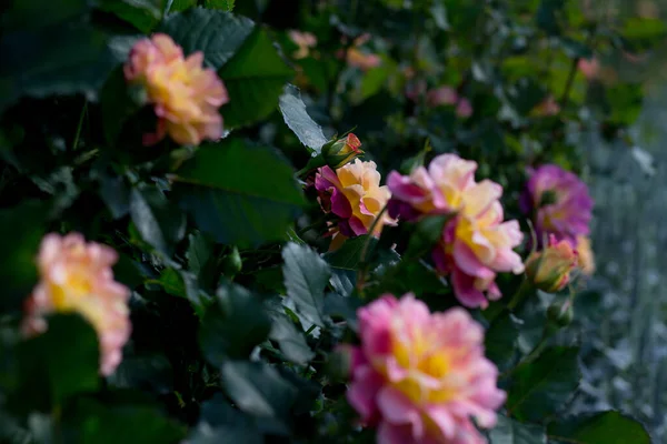 Bahçede Pembe Sarı Açan Güller — Stok fotoğraf