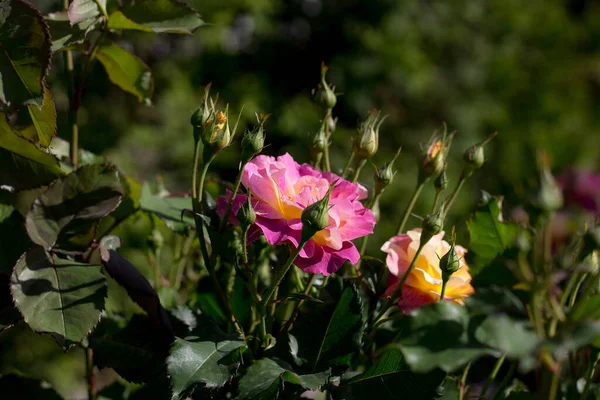 Růžové Žluté Kvetoucí Růže Zahradě — Stock fotografie