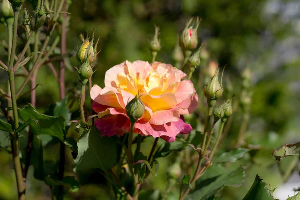 Růžové Žluté Kvetoucí Růže Zahradě — Stock fotografie