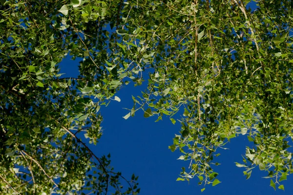 Grüne Bäume Gegen Den Blauen Himmel — Stockfoto