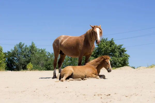 Red Horse Foal Basking Beach — Stock Photo, Image