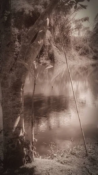 Ağaçta bir balık sırası - bw