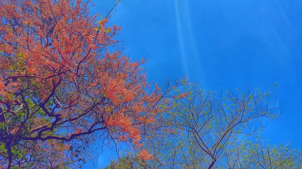 Árbol Luz Del Sol —  Fotos de Stock