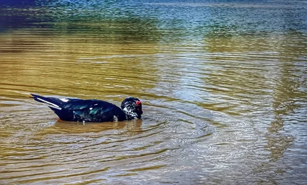 鸭在湖中游泳 — 图库照片