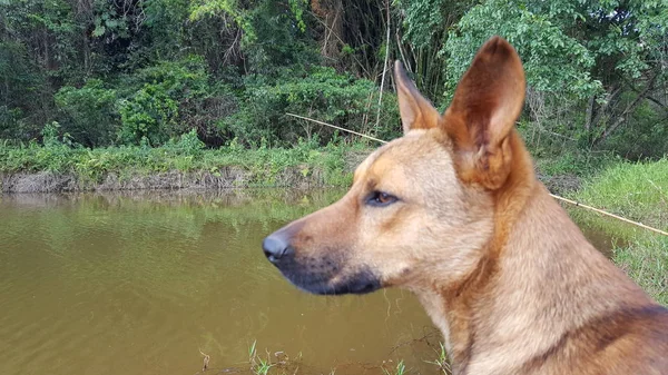 Göle bakan köpek.