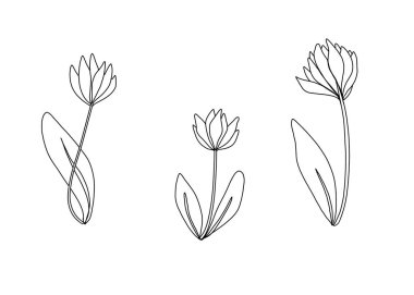 beyaz arka plan ince çizgiler el çizimi üzerinde çiçek illüstrasyon 