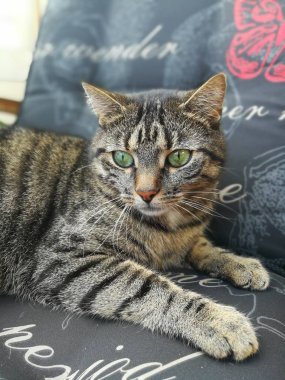 Balkony sandalyede Kedi