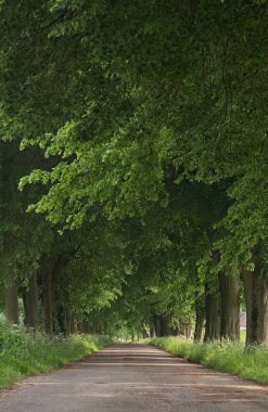 Ağaçların arasından geçen köy yolu.