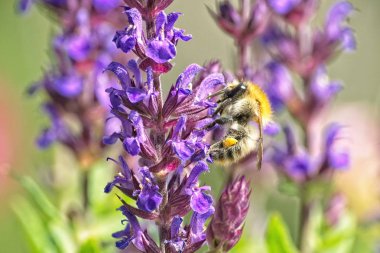 Salvia Nemorosa 'nın çiçeğindeki yabani arı
