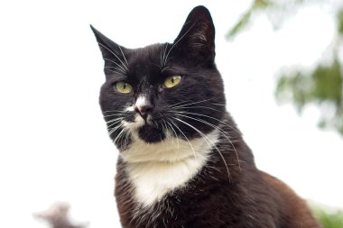 bir smokin kedi portre çekimi