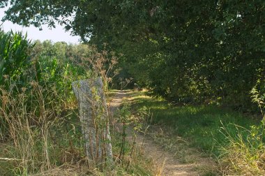 bir mısır tarlası ve forrest arasında küçük bir iz