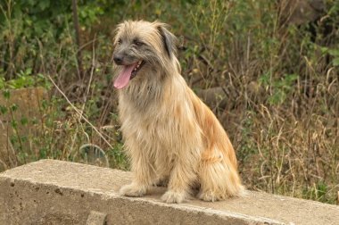 uzun saçlı pirene çoban köpeği