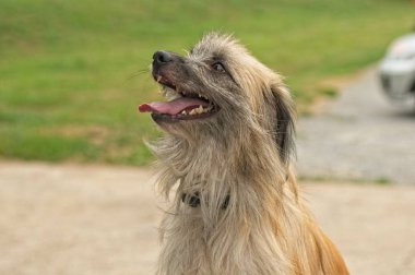uzun saçlı pirene çoban köpeği