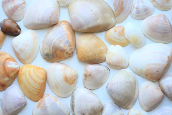 Sea Shells Set Pattern Beach — Stock Photo, Image