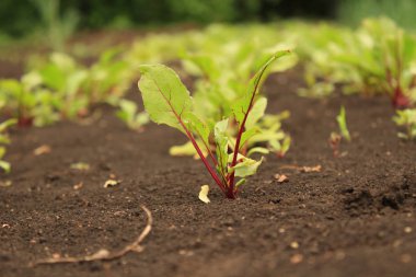 bahçede genç fideler