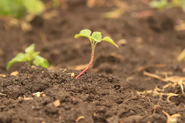 Jeunes Plants Dans Jardin — Photo