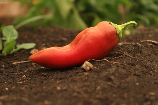 chilli pepper in the garden