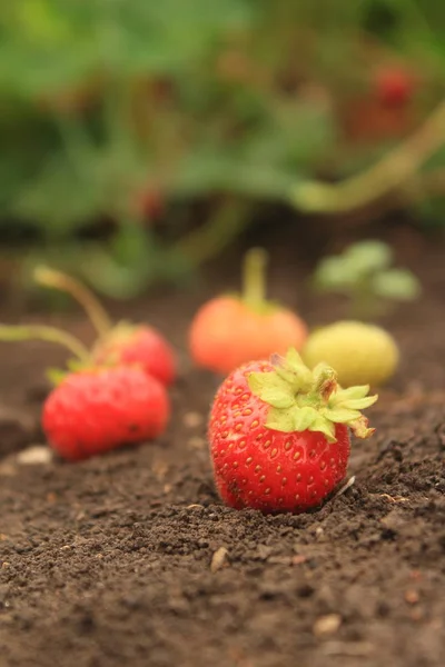 Fresh Strawberry Hte Garden Autumn — Stock Photo, Image