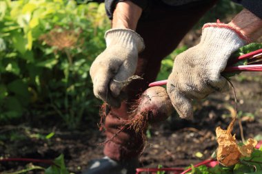 bahçede pancar harving yaşlı kadın