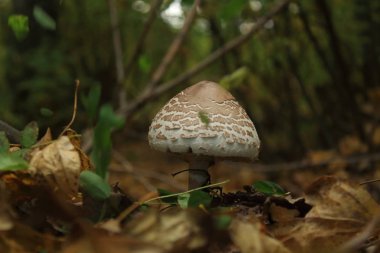Yağmur sonrası ormanda mantarlar