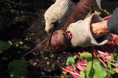 bahçede pancar harving yaşlı kadın