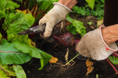 bahçede pancar harving yaşlı kadın
