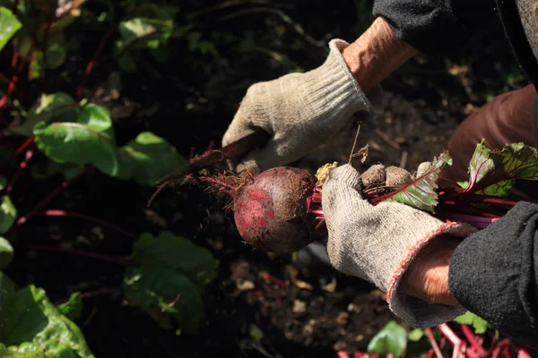 bahçede pancar harving yaşlı kadın