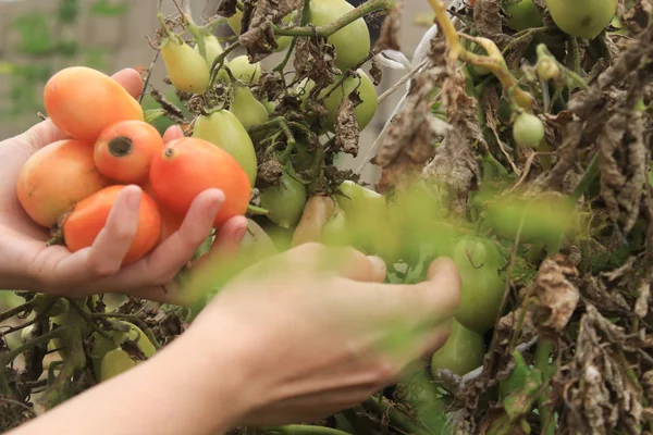 Junge Frauenhände ernten Tomaten im Garten — Stockfoto