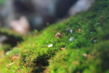 forrest arka planda güneş ışığı ile yosun