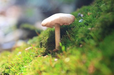 ağaçta yosun ve mantar