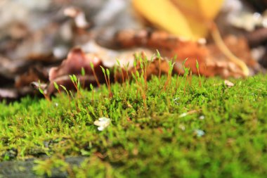 forrest arka planda güneş ışığı ile yosun