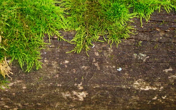 Texture écorce d'arbre, mousse verte sur l'arbre — Photo