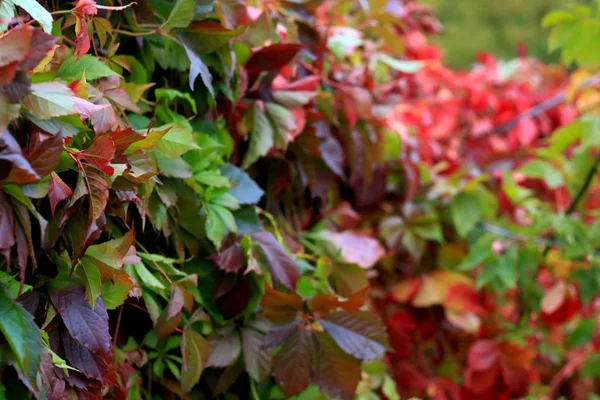 Bright red wall of ivy leaves — Stock Photo, Image
