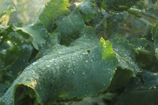 Zonneschijn in de tijd van regen in de tuin — Stockfoto