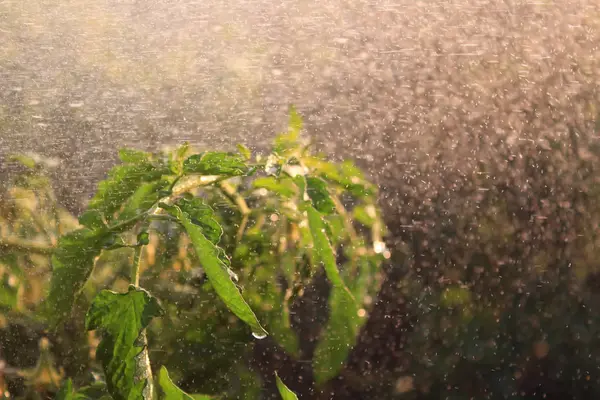 Zonneschijn in de tijd van regen in de tuin — Stockfoto