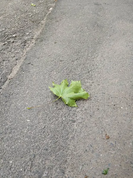 Lönnlöv Fallit Från Vinden — Stockfoto