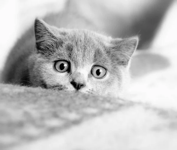 苏格兰猫玩 动物的肖像 — 图库照片