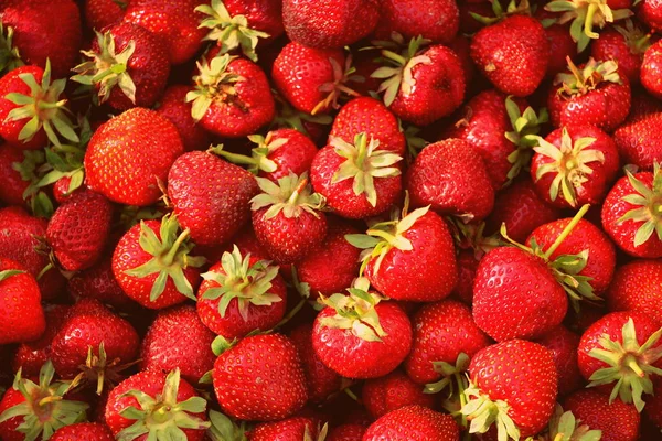 在六月收获新鲜草莓 甜红草莓 草莓农场盒与成熟的浆果 花园里的体力劳动 — 图库照片