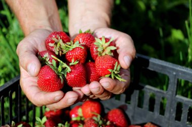 Haziran'da taze çilek hasat. Tatlı kırmızı çilek. Olgun berry ile Çilek Çiftlik Kutusu. Bahçede el emeği.