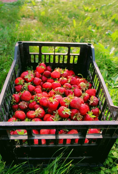 Skörda Färska Jordgubbar Juni Söt Röd Jordgubb Strawberry Farm Box — Stockfoto