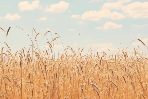 Поля Пшениці Дозрілі Зерна Павичі Пшениці Ростуть Полі Фермі Пшенична — стокове фото