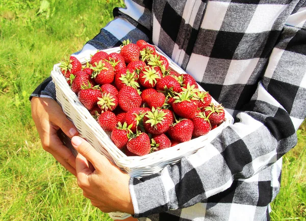 Fresas Frescas Maduras Manos Del Agricultor Una Canasta Blanca Mimbre — Foto de Stock