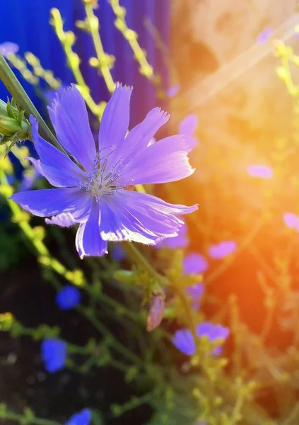Chicorée Blüte Eine Schöne Kleine Blaue Blüte Einer Pflanze Die — Stockfoto
