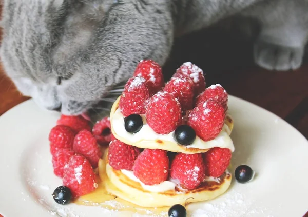 Gray Scottish Cat Eats Freshly Ripened Sweet Raspberries Harvested June — Stock Photo, Image