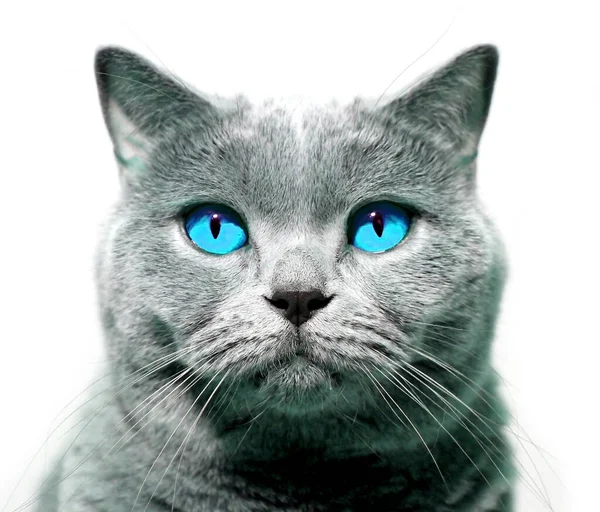 Серый Кот Смотрит Тебя Голубыми Глазами Шотландская Порода Выделяется Белом — стоковое фото