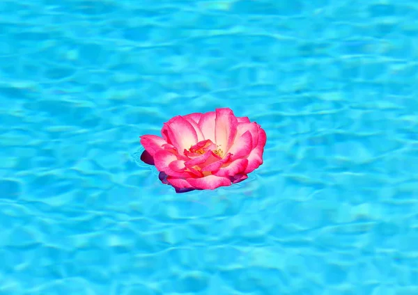 透き通った青い水の中に繊細なピンク色の野生のバラの花が浮かぶ — ストック写真